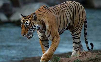 online Panna Safari booking